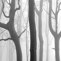 Buy canvas prints of Misty Beech Wood #2 by Janet Burdon