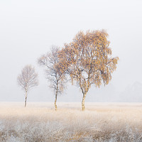 Buy canvas prints of Frosted Birches by Janet Burdon
