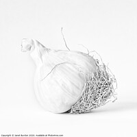 Buy canvas prints of One bulb of Garlic by Janet Burdon