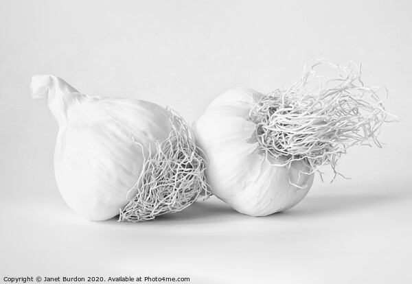 Garlic Picture Board by Janet Burdon