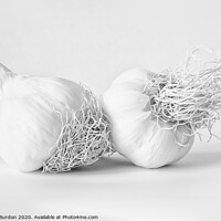 Buy canvas prints of Garlic by Janet Burdon