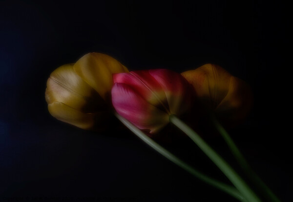Three Tulips Picture Board by Janet Burdon