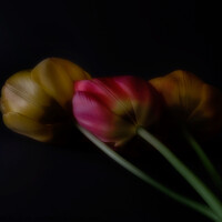 Buy canvas prints of Three Tulips by Janet Burdon