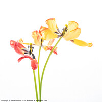 Buy canvas prints of Tulip Trio by Janet Burdon