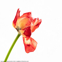 Buy canvas prints of Red Tulip by Janet Burdon