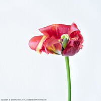 Buy canvas prints of Red Tulip Study by Janet Burdon