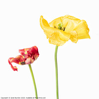 Buy canvas prints of Red and Yellow Tulips by Janet Burdon