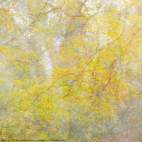 Buy canvas prints of Autumn Veil by Janet Burdon