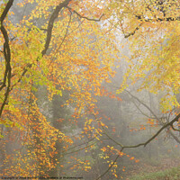 Buy canvas prints of An Impression of Autumn  by Janet Burdon