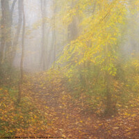 Buy canvas prints of Autumn Mists by Janet Burdon
