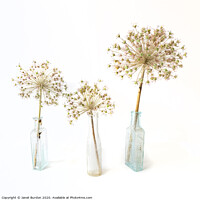 Buy canvas prints of Three Allium by Janet Burdon