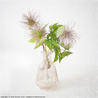 Buy canvas prints of Clematis seed heads by Janet Burdon
