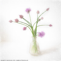 Buy canvas prints of Chives by Janet Burdon