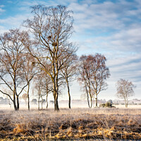 Buy canvas prints of Strensall Common by Janet Burdon