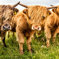 Buy canvas prints of Highland Cattle by Janet Burdon