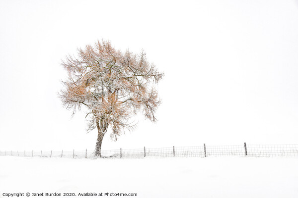 A Lone Tree in Winter Picture Board by Janet Burdon