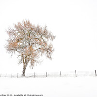 Buy canvas prints of A Lone Tree in Winter by Janet Burdon