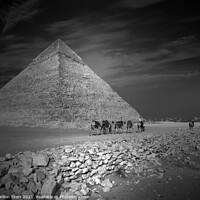 Buy canvas prints of Pyramid Series: Khafre Camel Train by Gordon Stein