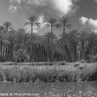 Buy canvas prints of The Palms by Gordon Stein
