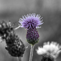 Buy canvas prints of  A Solitary Thistle by Gordon Stein