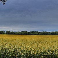 Buy canvas prints of  Fields of Yellow by Gordon Stein