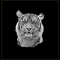Buy canvas prints of Tiger Tiger by Gordon Stein