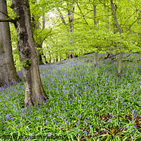 Buy canvas prints of Bransdale Bluebells by Richard Burdon