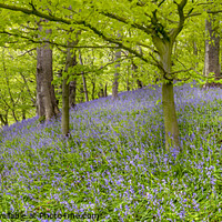 Buy canvas prints of Bransdale Bluebells Panorama by Richard Burdon