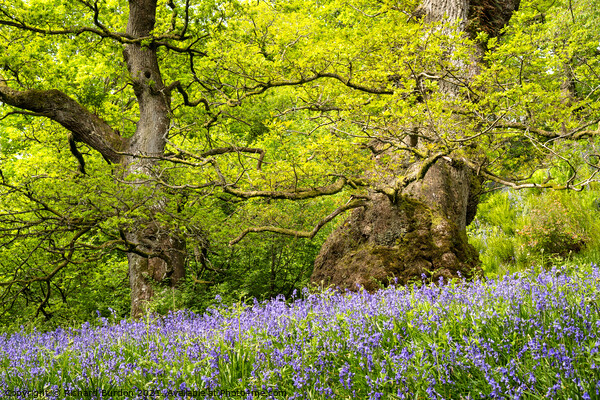 The Hidden Valley Picture Board by Richard Burdon