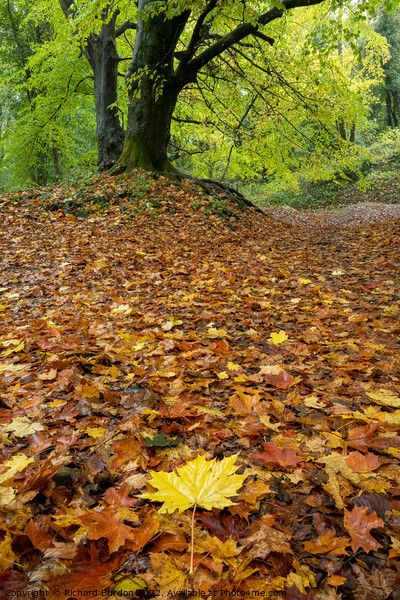 Autumn Leaves Picture Board by Richard Burdon
