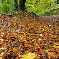 Buy canvas prints of Autumn Leaves by Richard Burdon