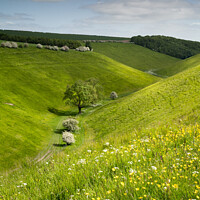 Buy canvas prints of Buttercups And Dappled Light On Horsedale  by Richard Burdon