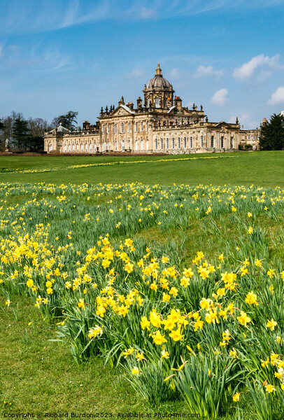 Spring Daffodils at Castle Howard Picture Board by Richard Burdon