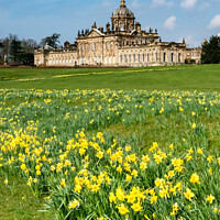 Buy canvas prints of Spring Daffodils at Castle Howard by Richard Burdon