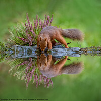 Buy canvas prints of A Red Squirrel Drinking by Richard Burdon