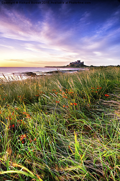  Bamburgh Castle From Harkness Dunes Picture Board by Richard Burdon
