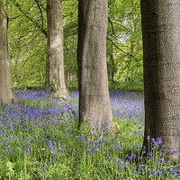 Buy canvas prints of Spring Bluebells At Thorp Perow by Richard Burdon