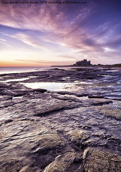  Sunrise Over Bamburgh Castle from Harkness Rocks Picture Board by Richard Burdon