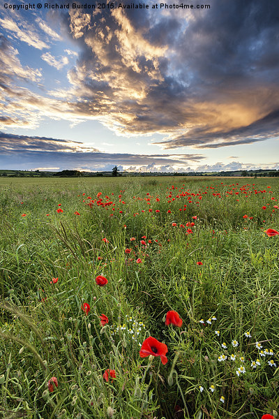 Poppies at Sunset Picture Board by Richard Burdon