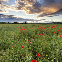 Buy canvas prints of  Poppies at Sunset by Richard Burdon