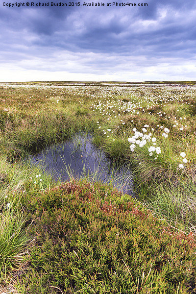  Cotton Grass On Danby Moor Picture Board by Richard Burdon