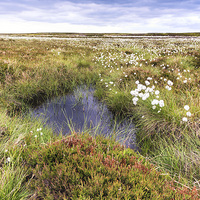 Buy canvas prints of  Cotton Grass On Danby Moor by Richard Burdon
