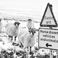 Buy canvas prints of Sheep Which Way? by Richard Burdon