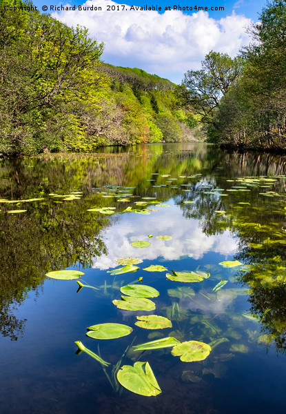 Lilly pads on the Loch Picture Board by Richard Burdon