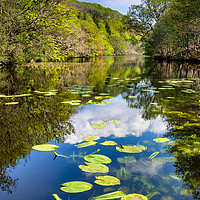 Buy canvas prints of Lilly pads on the Loch by Richard Burdon