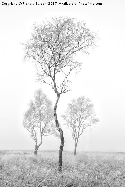 Three Trees Picture Board by Richard Burdon