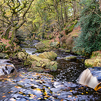 Buy canvas prints of Nelly Ayre Foss by Richard Burdon