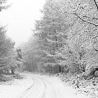 Buy canvas prints of Winter Woodland by Richard Burdon