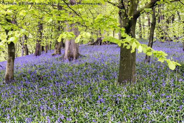 Bransdale Bluebells Picture Board by Richard Burdon