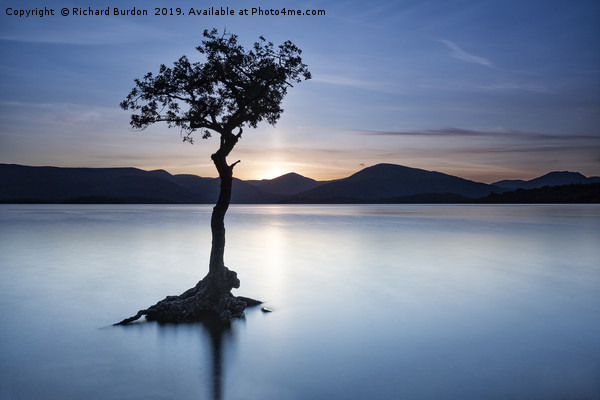 The Lone Tree at Milarrochy Picture Board by Richard Burdon